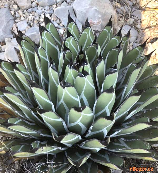 Agave nickelsiae - Král agave - semena Agave nickelsiae - Král agave - semena