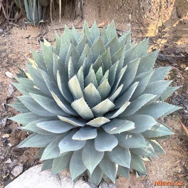 Agave parryi var. huachucensis - semena Agave parryi var. huachucensis - semena
