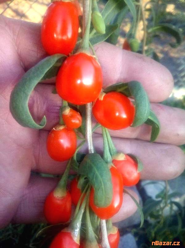 Sazenice Kustovnice čínská Sazenice Kustovnice čínská