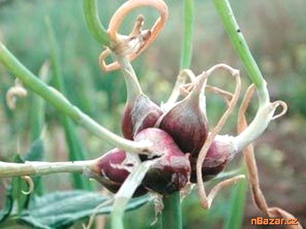 Sazenice Cibule prorůstaná (Egyptská) Sazenice Cibule prorůstaná (Egyptská)
