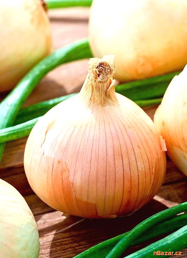 Cibule Wama - semena Cibule Wama - semena