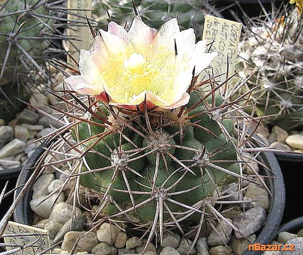 Kaktus Copiapoa alticostata - semena Kaktus Copiapoa alticostata - semena