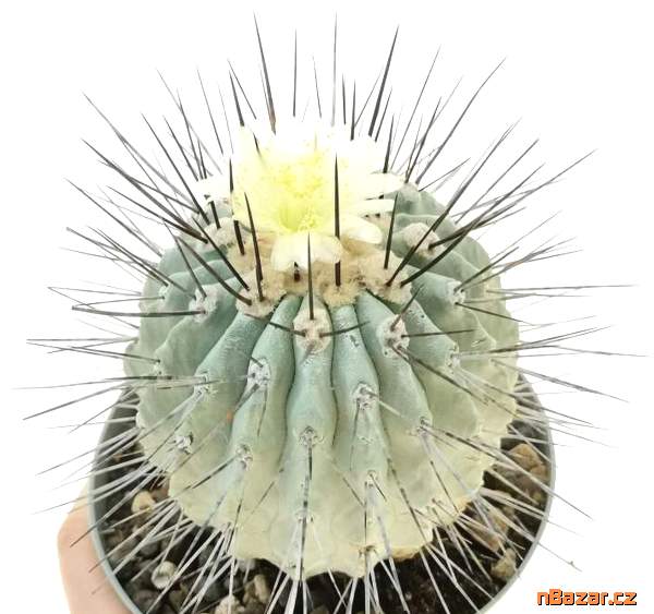 Kaktus Copiapoa dealbata (odb. na Caleta Angosta) Kaktus Copiapoa dealbata (odb. na Caleta Angosta)