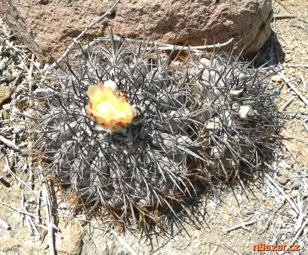 Kaktus Copiapoa echinoides - semena Kaktus Copiapoa echinoides - semena