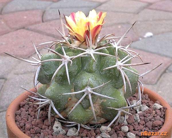 Kaktus Copiapoa vallenarensis - semena Kaktus Copiapoa vallenarensis - semena