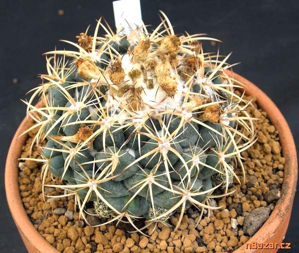 Kaktus Coryphantha bumamma v. bianca - semena Kaktus Coryphantha bumamma v. bianca - semena