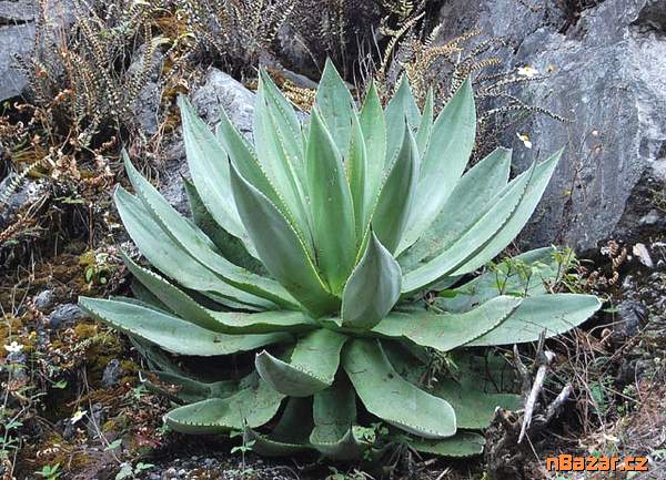 Agave hiemiflora - semena Agave hiemiflora - semena