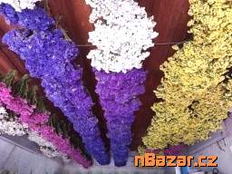 Barevná statice-limonka