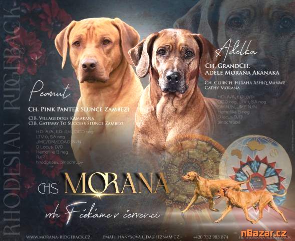ChS Morana zadá štěňata RR s PP