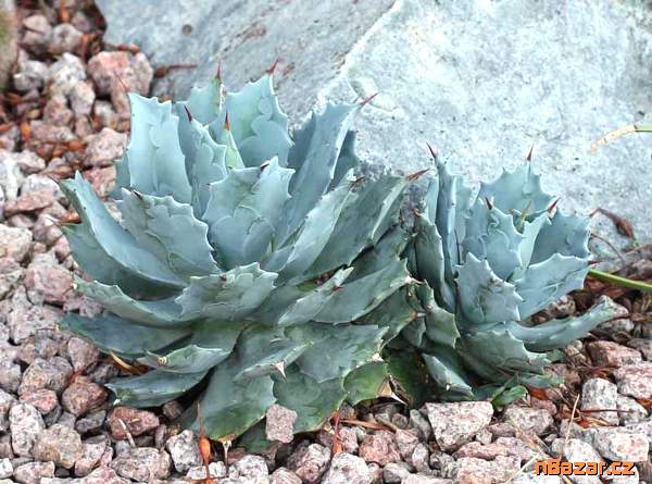 Agave isthmensis - semena Agave isthmensis - semena