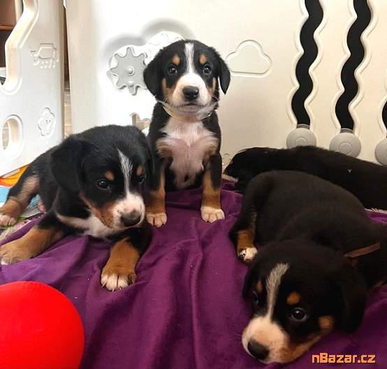 Entlebušský salašnícky pes Entlebušský salašnícky pes