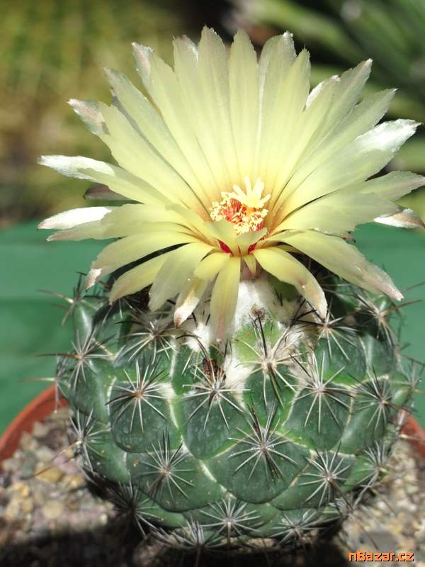 Kaktus Coryphantha palmeri - semena Kaktus Coryphantha palmeri - semena