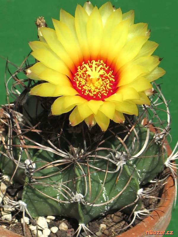 Kaktus Astrophytum capricorne - semena Kaktus Astrophytum capricorne - semena