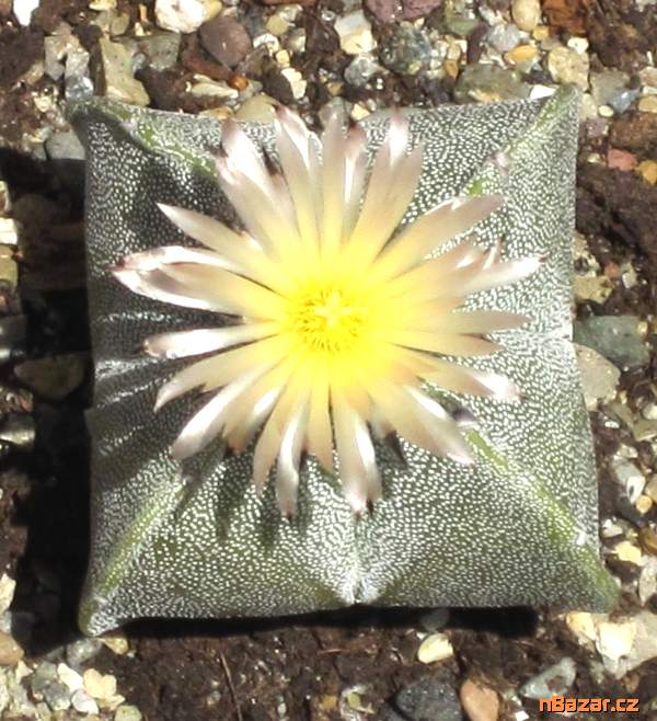 Kaktus Astrophytum myriostigma var. Quadricostatu Kaktus Astrophytum myriostigma var. Quadricostatu