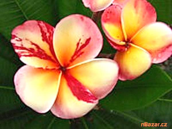 Plumeria Frangipani Top Angel - semena Plumeria Frangipani Top Angel - semena