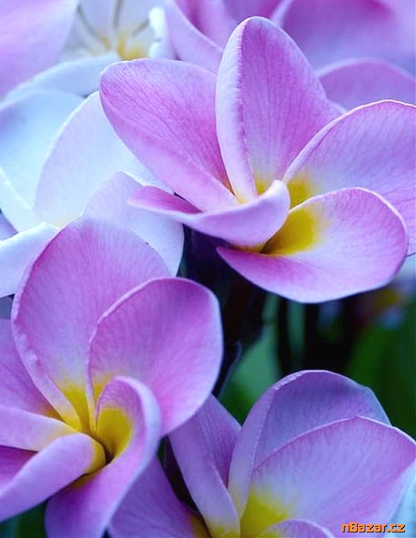 Plumeria Frangipani I Will Survive - semena Plumeria Frangipani I Will Survive - semena