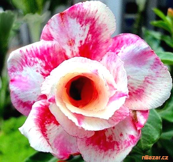 Plumeria Frangipani Coral Orange - semena