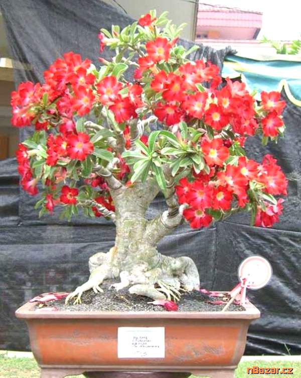 Sazenice Adenium Obesum Sazenice Adenium Obesum