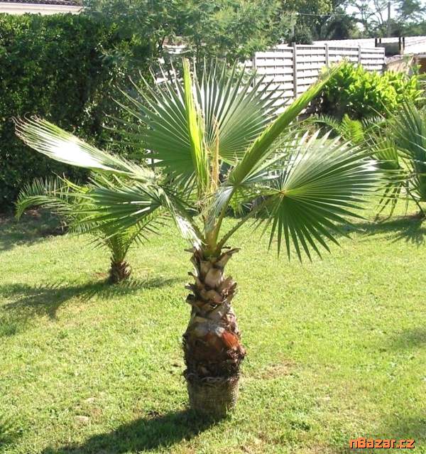 Sazenice palma Washingtonia robusta Sazenice palma Washingtonia robusta