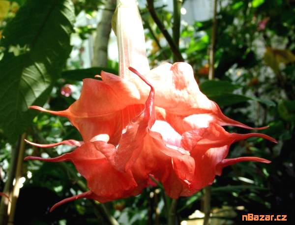 Řízek Brugmansia Angels Exotic - Andělská trumpet Řízek Brugmansia Angels Exotic - Andělská trumpet