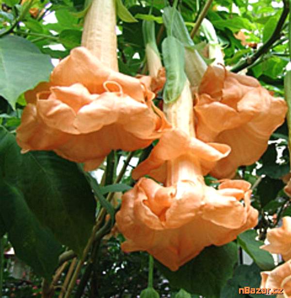 Řízek Brugmansia Angels Flight - Andělská trumpet Řízek Brugmansia Angels Flight - Andělská trumpet