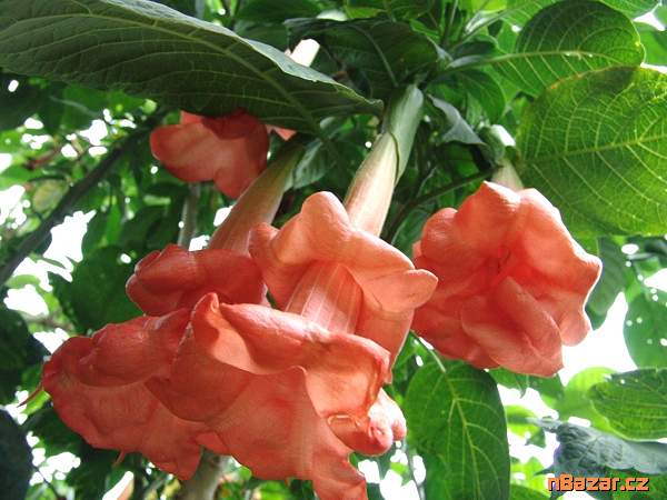 Řízek Brugmansia Angels Honeymoon - Andělská trum Řízek Brugmansia Angels Honeymoon - Andělská trum