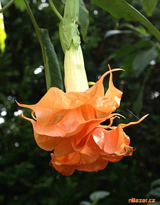 Řízek Brugmansia Angels Sunexplosion - Andělská t Řízek Brugmansia Angels Sunexplosion - Andělská t
