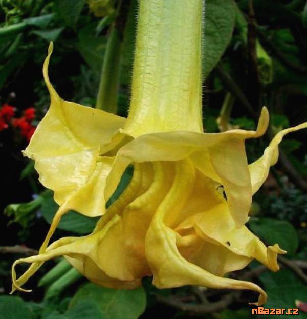 Řízek Brugmansia Angels Sunstar - Andělská trumpe Řízek Brugmansia Angels Sunstar - Andělská trumpe