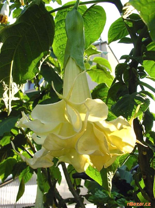 Řízek Brugmansia Angels Surprise - Andělská trump