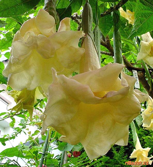 Řízek Brugmansia Sun Angel - Andělská trumpeta
