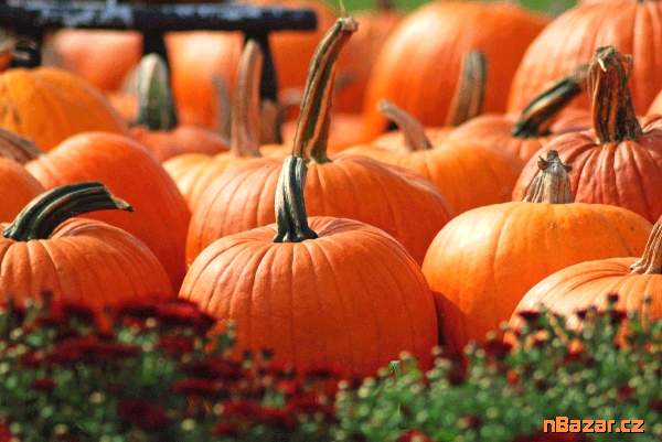 Tykev velkoplodá Bambino - semena Tykev velkoplodá Bambino - semena