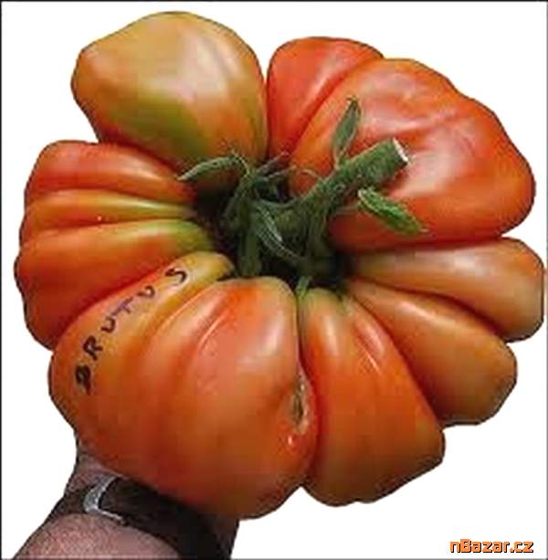 Rajče Brutus - semena Rajče Brutus - semena