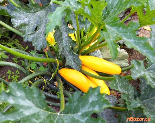 Cuketa Goldena - semena