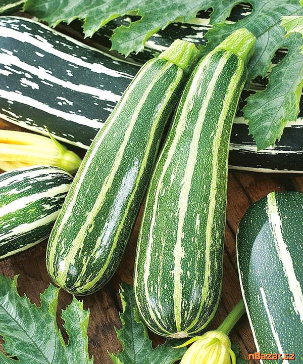 Cuketa Tapir - semena