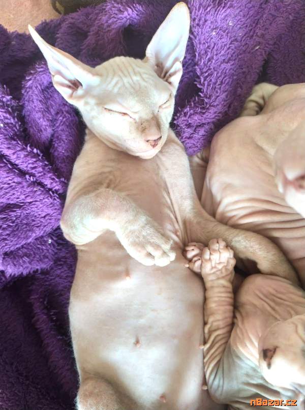 Don sphynx