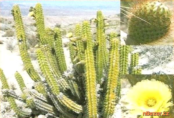 semena kaktusu Corryocactus brevistylus