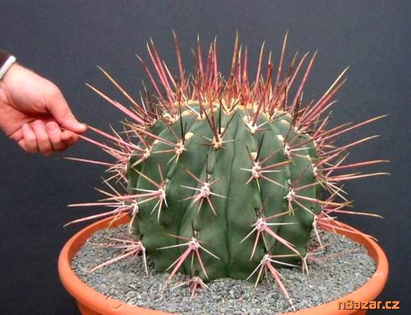 semena kaktusu Ferocactus emoryi subsp. Rectispin
