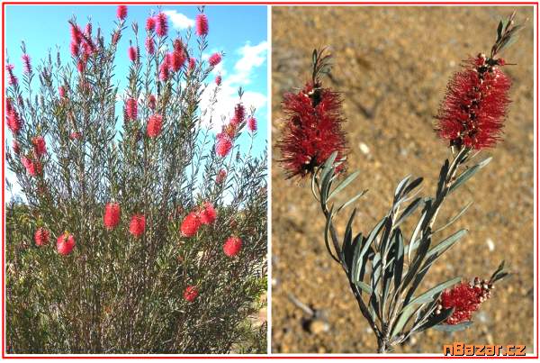 Callistemon phoeniceus - Štětkovec - semena