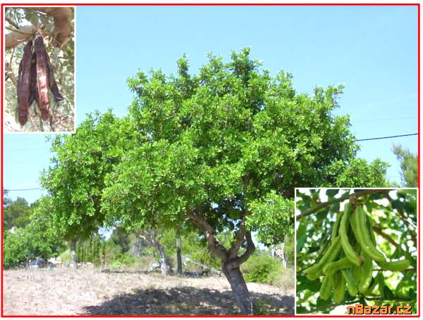 Ceratonia Siliqua - Svatojánský chléb - semena