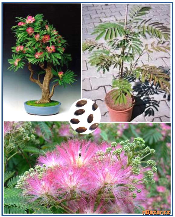 Albizia Julibrisin Mrazuvzdorná Mimóza - semena