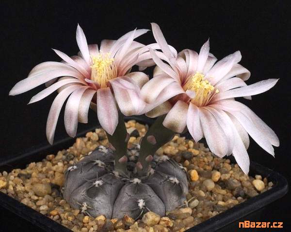 semena kaktusu Gymnocalycium berchtii