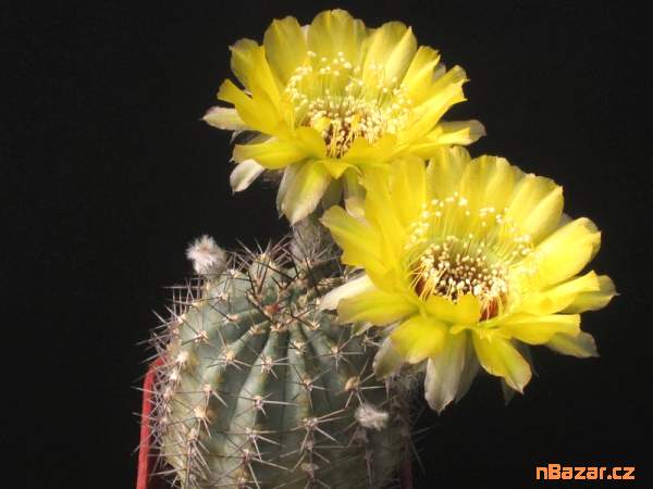 semena kaktusu Lobivia chrysantha