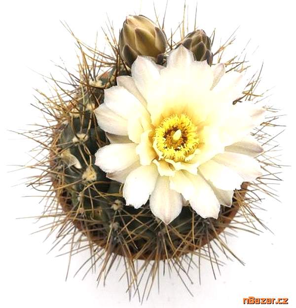 semena kaktusu Gymnocalycium gibbosum v. nobile