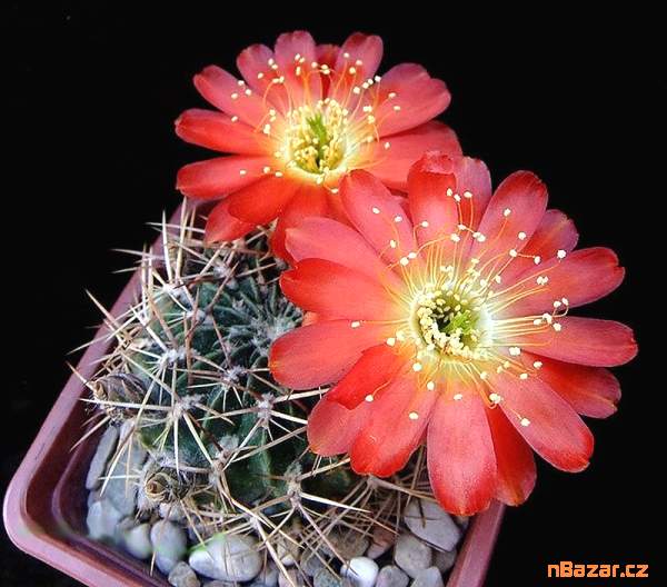 semena kaktusu Lobivia acanthoplegma