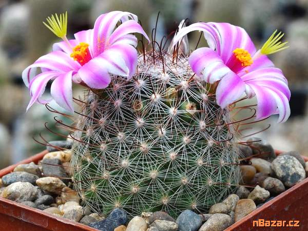 semena kaktusu Mammilaria microcarpa