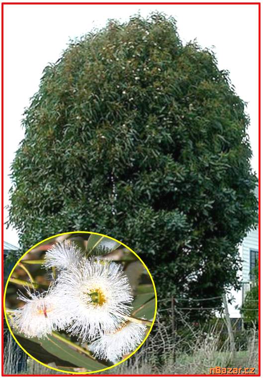 Eucalyptus globulus nana - semena