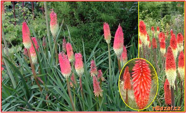 Kniphofia Uvaria 