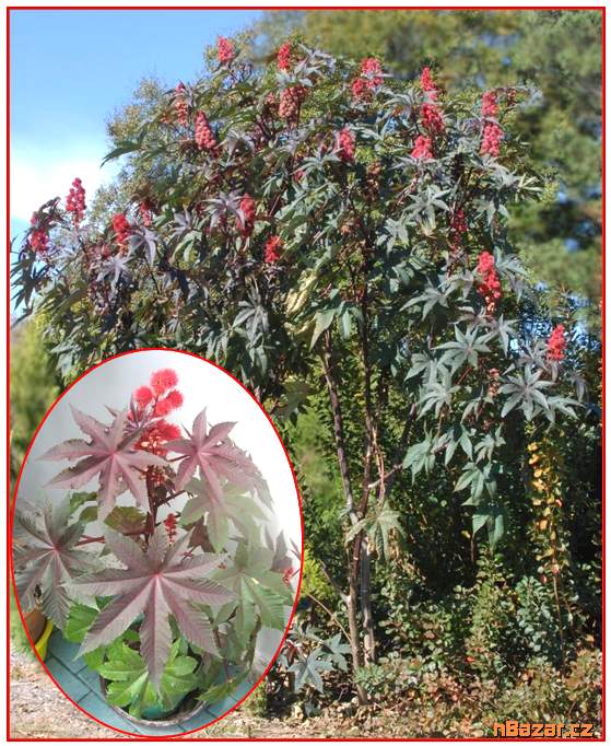 Skočec obecný - Ricinus communis - semena