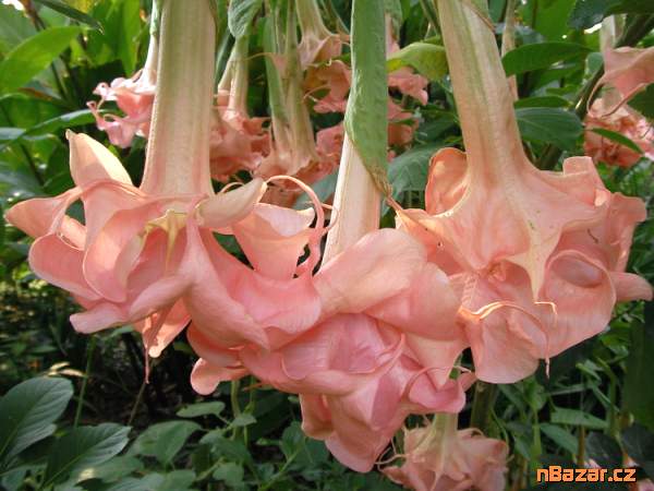 řízek Brugmansia Daydream