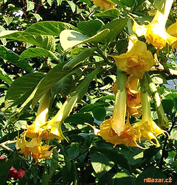 řízek Brugmansia Angel Sunstar